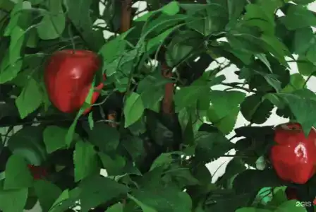 Ока - 58