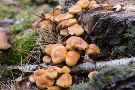 Зеленый Бор - 79