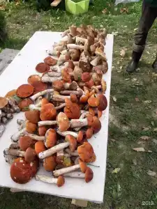 Снегурия - 148