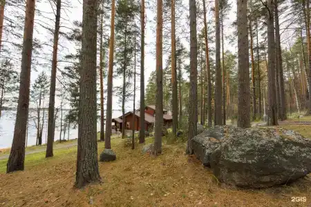 Cosmos Karelia - 80