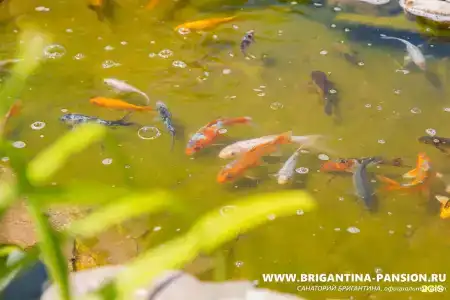 Бригантина - 72