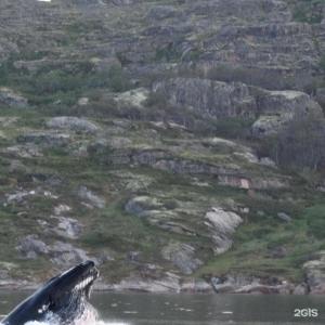 Арктик Хоум - 86