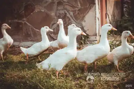 Загородный отель Konakoff в Сажино - 56