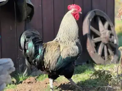 Гастроранчо Хэппи Фарм  - 73