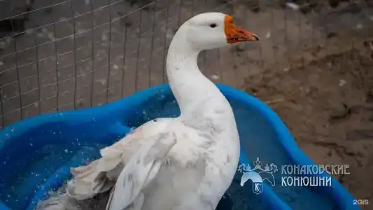 Загородный отель Konakoff в Сажино - 159