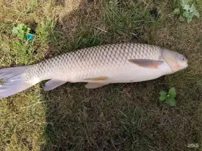 Fish Place - 77