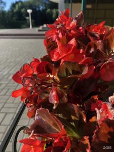 Эмеральд - 32
