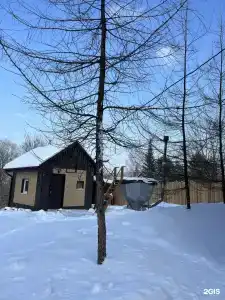 Тайга - 24