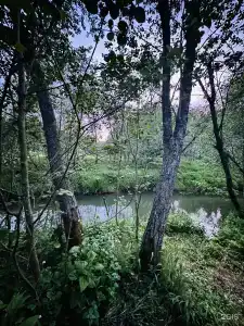 Лесная тропа - 4