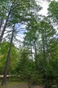 Золотой Дракон - 29
