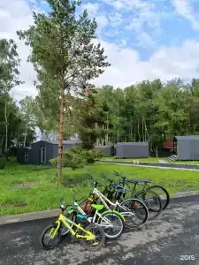Белый клевер - 1