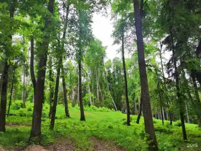 Розендорф - 38