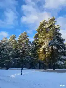 Вековые Сосны - 37