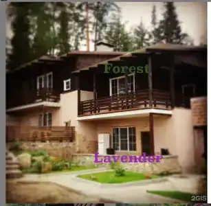 Lake & Forest - 58