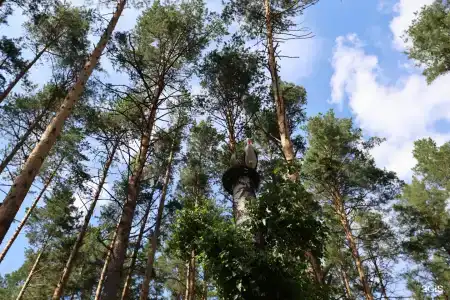 ДухЛес - 37