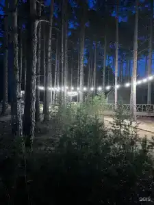 Хвойный берег - 41