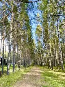 Сосновый бор Ачинск - 23