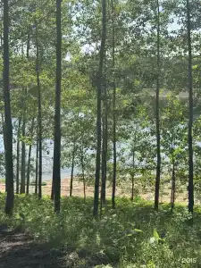 Aspen - 2
