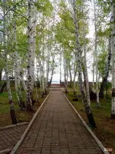 Березки - 16