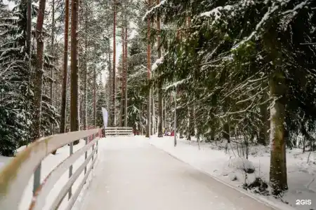 Cosmos Красное Озеро - 50