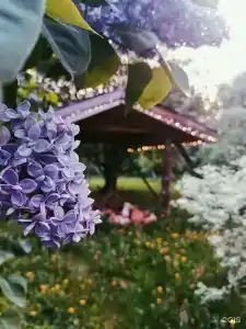 Дубки - 21