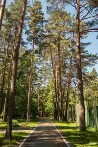 Сосны - 26