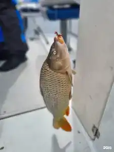 Fish Sense - 161