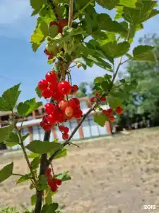 Fish Sense - 34