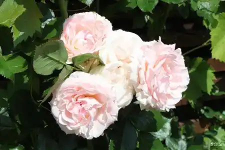 Золотая Гавань - 6