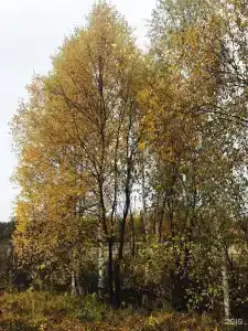 Усадьба Долгорукий - 80