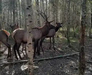 Халамеево - 6