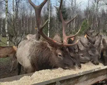 Халамеево - 19