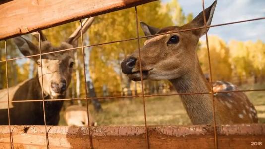 Парк-отель Застава - 16