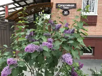 Виноград - 65
