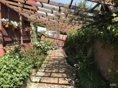 Виноград - 35