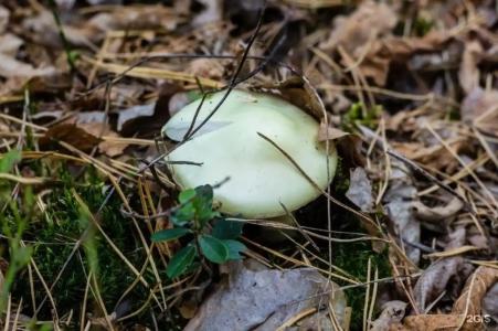 Зеленый Бор - 95