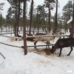 Арктик Хоум - 94