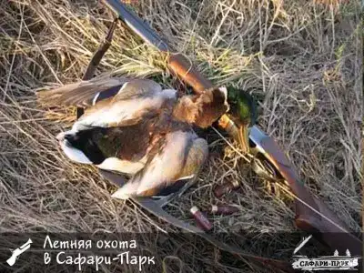 Сафари Парк - 89