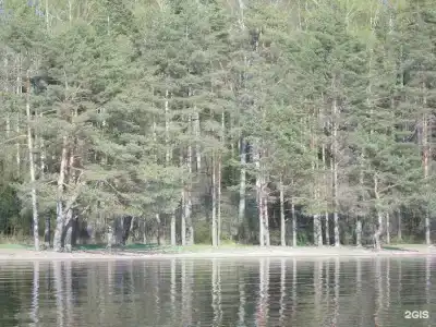 Шишки - 30