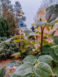 Вешенский - 35