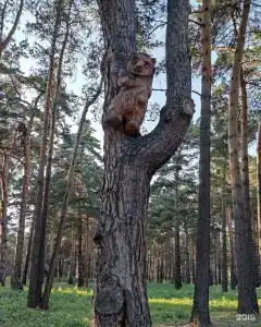Прокопьевский - 17