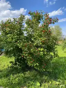 Большой камень - 61