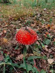 Дыши лесом - 31