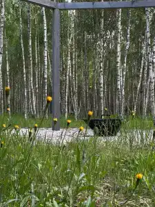 Дыши лесом - 34