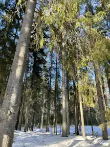 Луми - 39