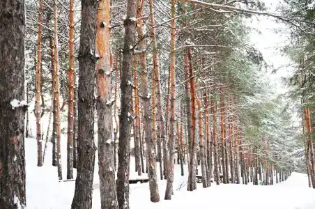 Карельская - 47