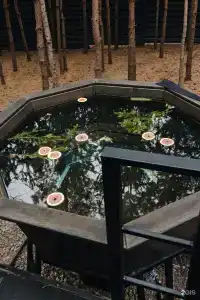Хвоя - 1