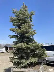 Хижина - 37