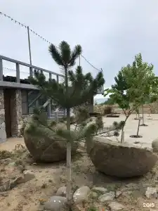 Каспий - 26