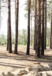Хвойный берег - 60